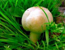 Как отличить бледную поганку от шампиньона