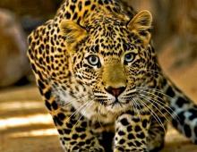 Самые сильные животные мира Самые долгоживущие животные