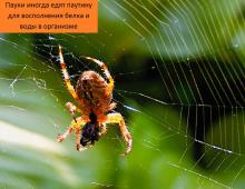 Из чего паук делает паутину