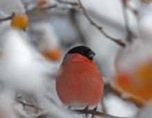 Why do bullfinches dream according to the dream book?