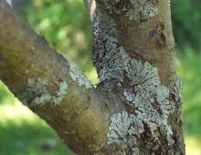 Economic importance and use of lichen communities Why lichens are useful for humans