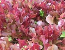 Seed lettuce.  Lettuce seed.  Collection and preparation