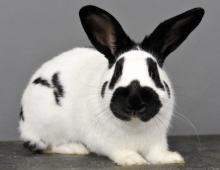 Опис кроликів породи строчок та їх розведення Кролики білий велетень та строчок