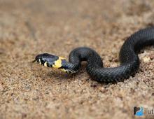 Как отличить гадюку от ужа: отличительные особенности Как вылупляются ужи