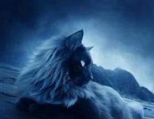 Сонник — кішка: до чого сниться кішка на руках, гладити, годувати, ловити та зловити кішку: тлумачення сну