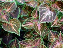 Signs and superstitions about coleus Home flower coleus signs
