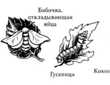 “Klasa e insekteve Klasifikimi i insekteve sipas mënyrës së lëvizjes