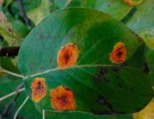 A common leaf disease is pear rust.